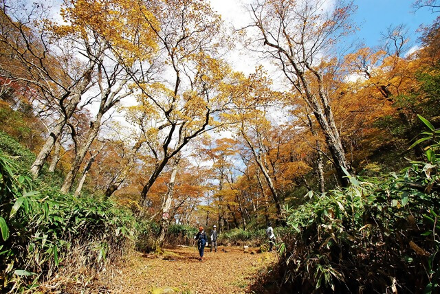 梅ケ島・安倍峠の紅葉