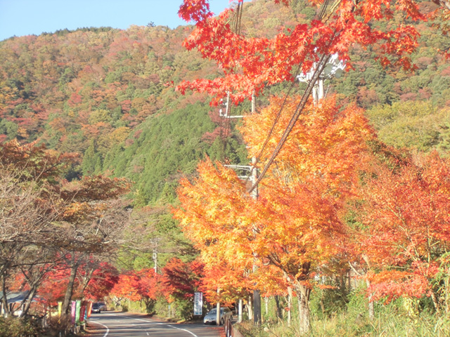 梅ケ島温泉街の紅葉3