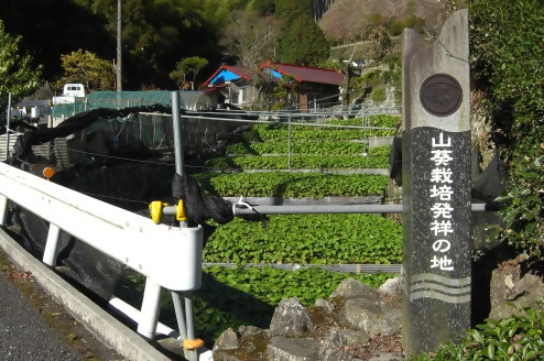 ワサビ田の様子