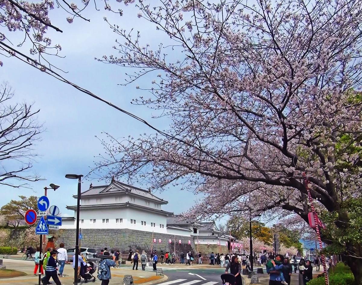 駿府城公園と桜