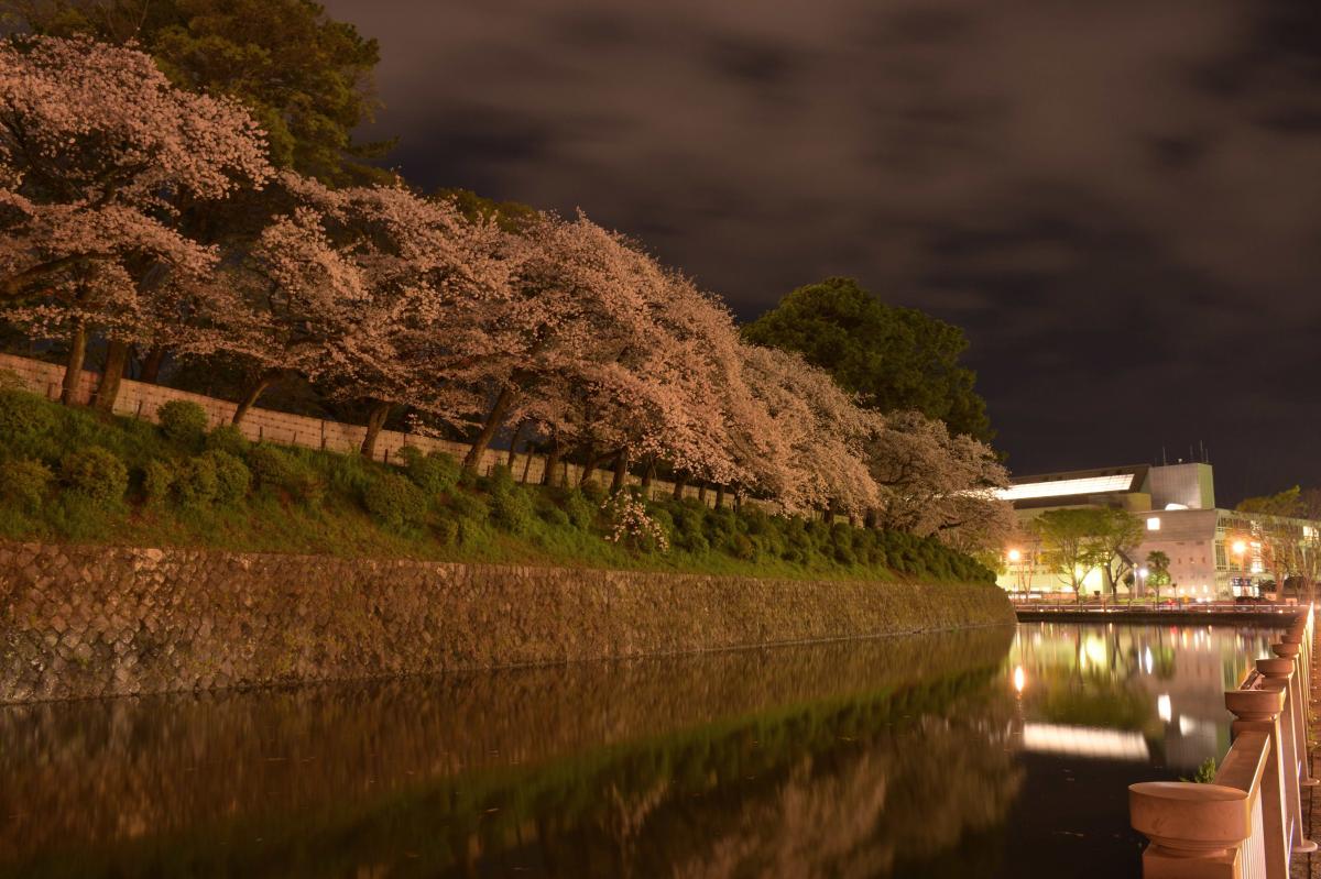 お堀に並んだ夜桜