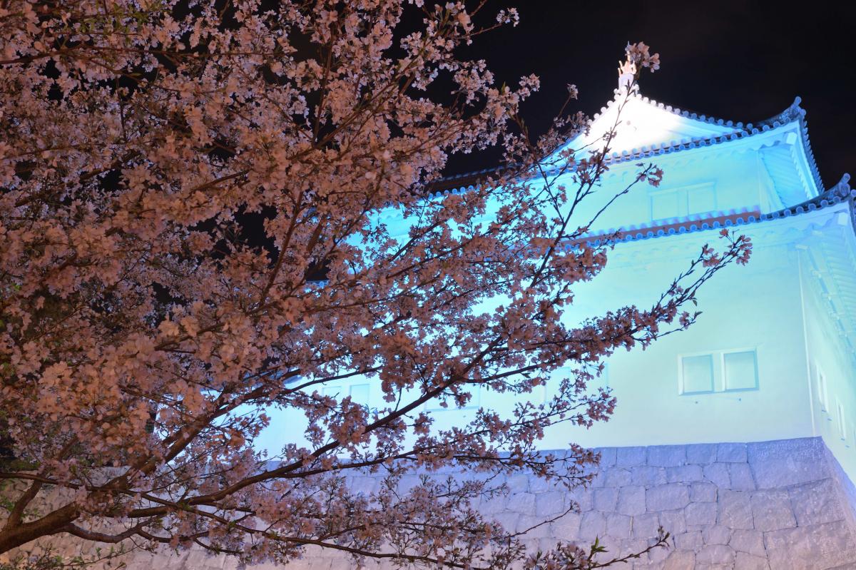 ライトアップされた駿府城公園と夜桜