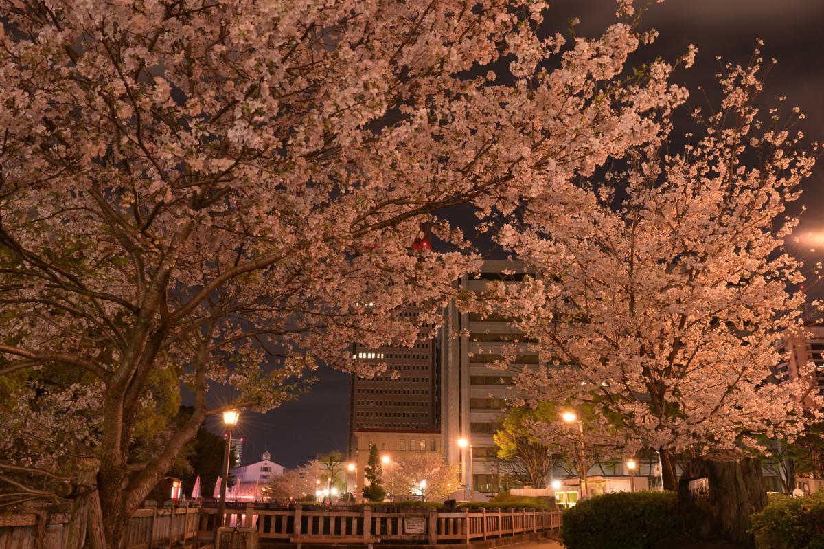 並び立つ夜桜