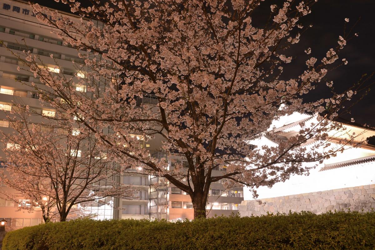 静岡病院前の夜桜