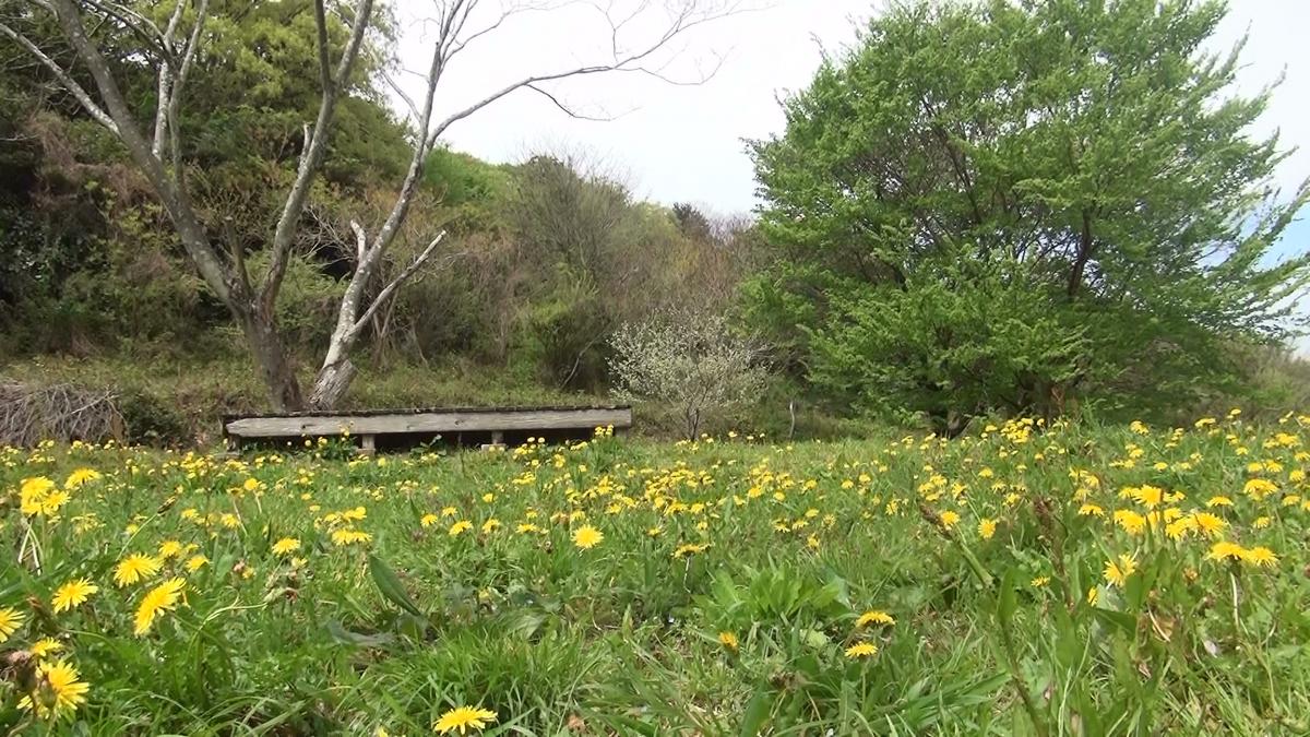 たんぽぽとベンチ