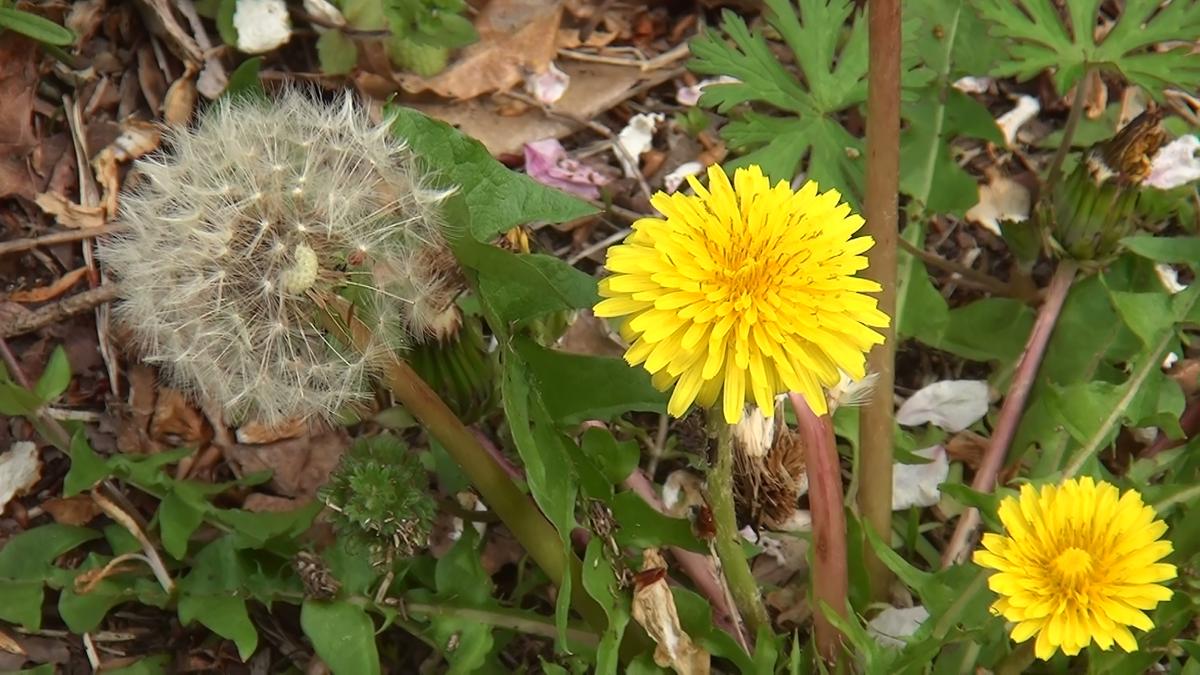 たんぽぽの花と綿毛