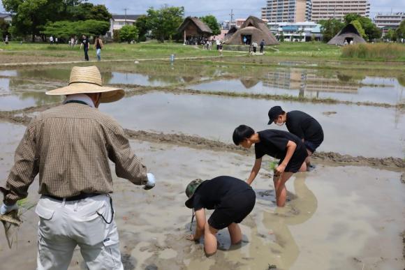 田植え体験