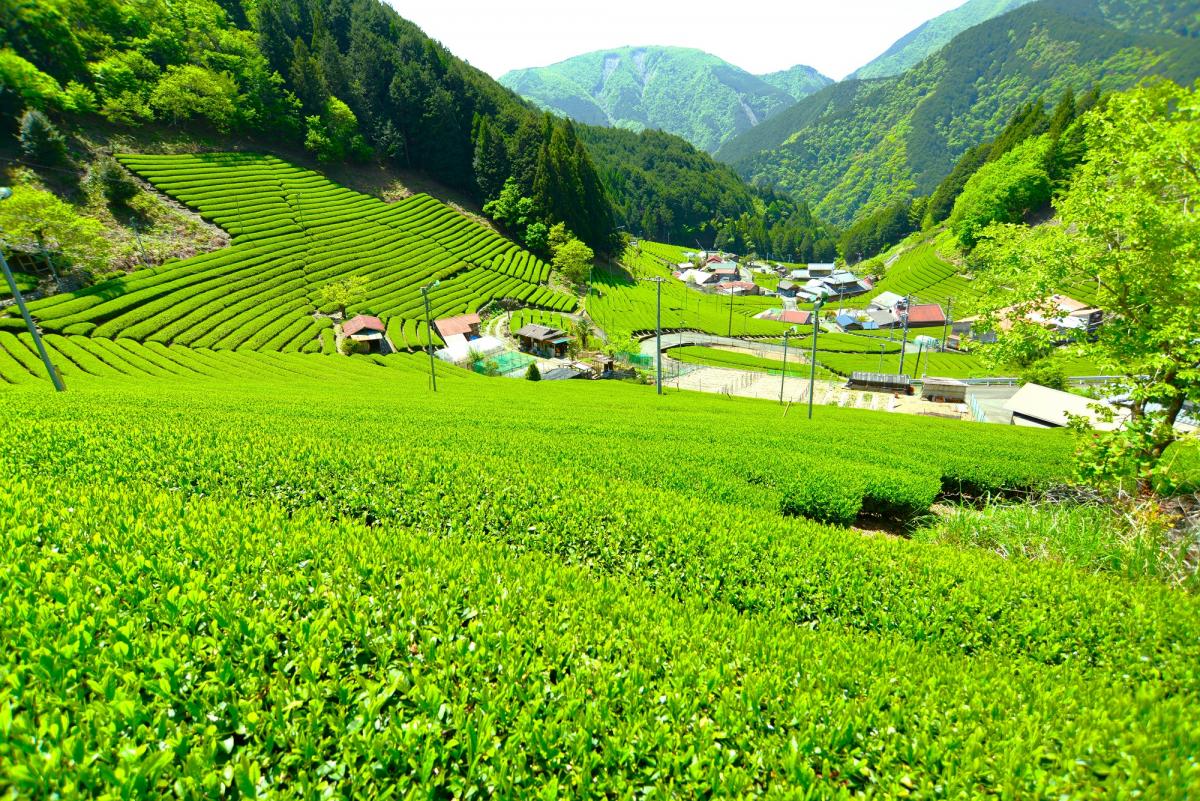 一面に広がる茶畑の間に、ぽつぽつと民家が建っている
