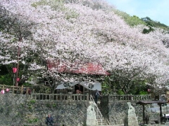 蒲原桜