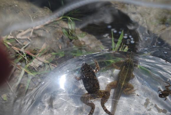 生物観察