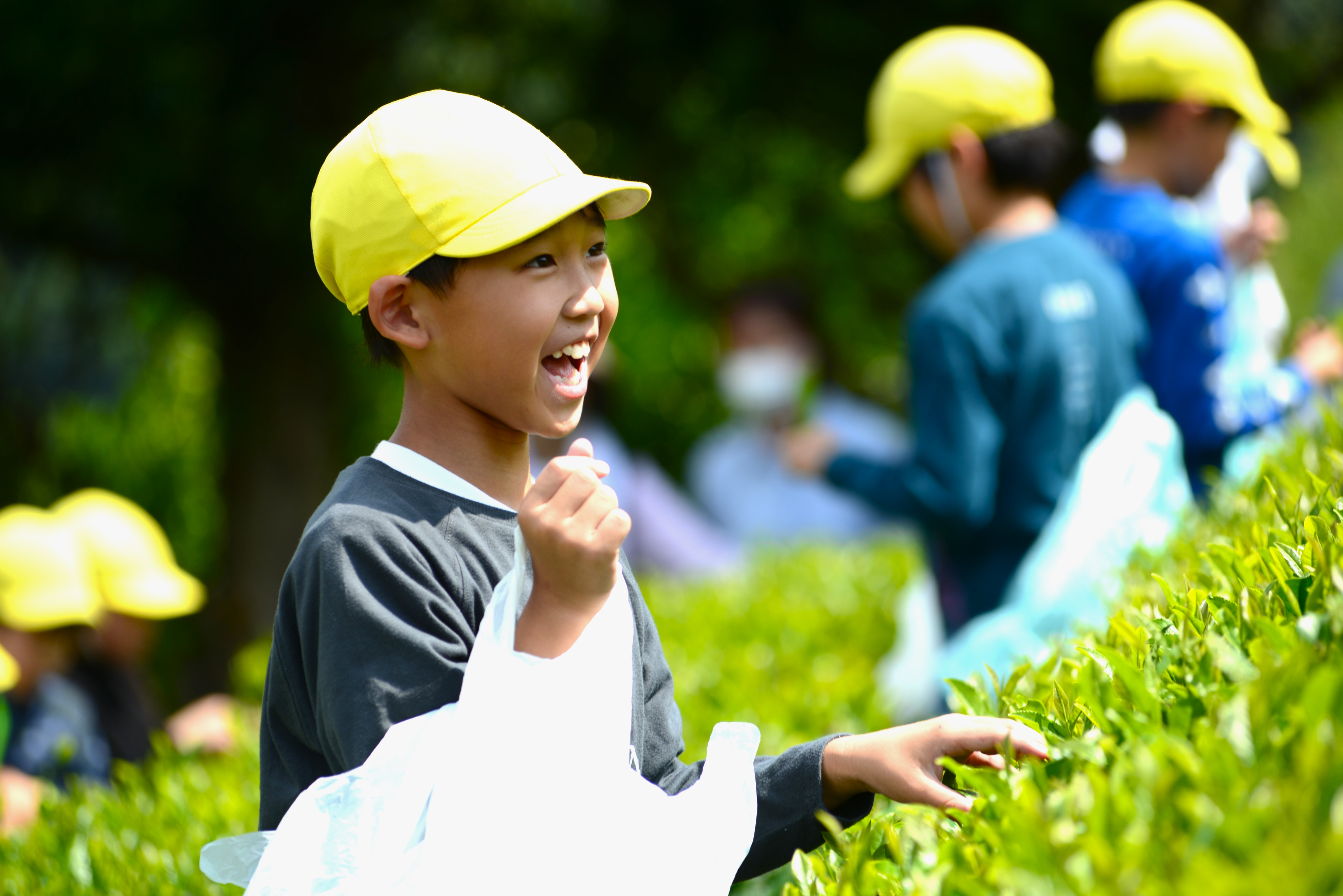 楽しそうにお茶摘みをする男の子
