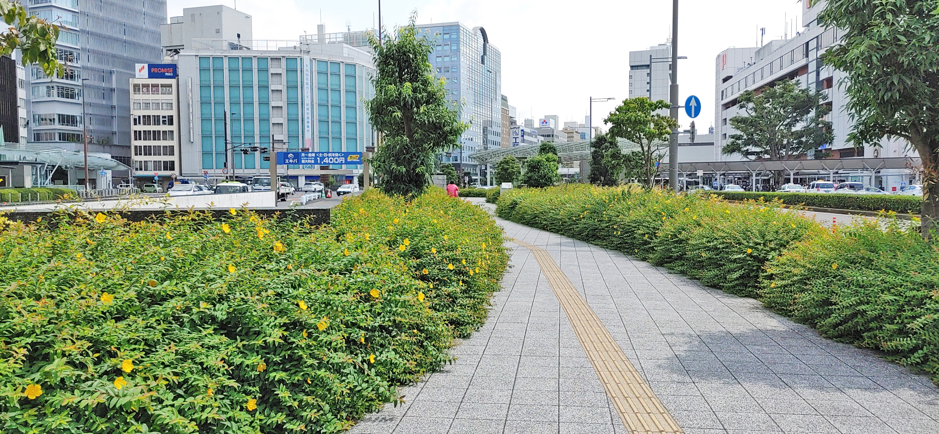 JR静岡駅北口にセイヨウキンシバイが咲いている風景