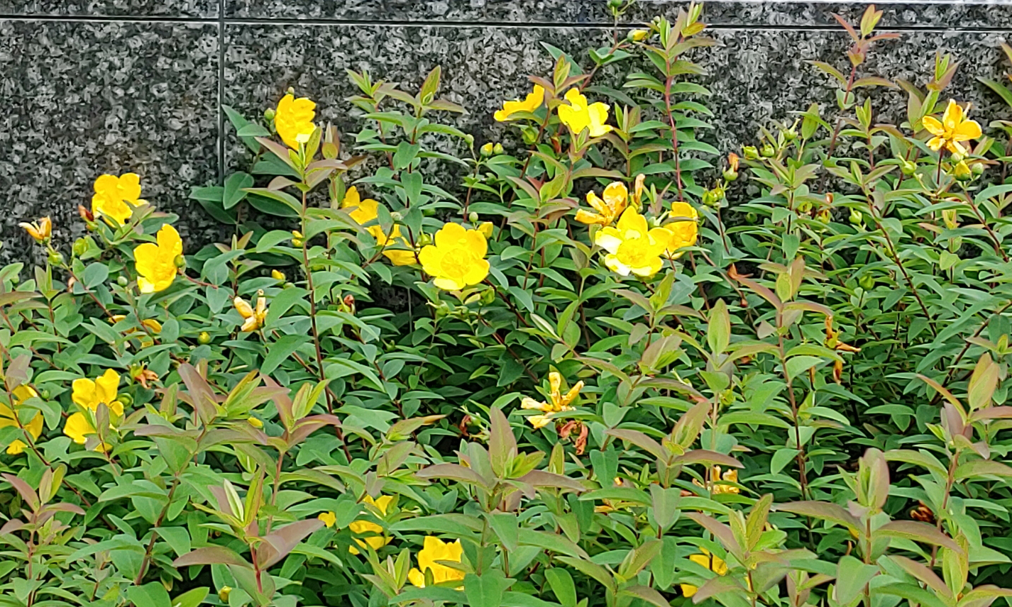 セイヨウキンシバイに寄った写真