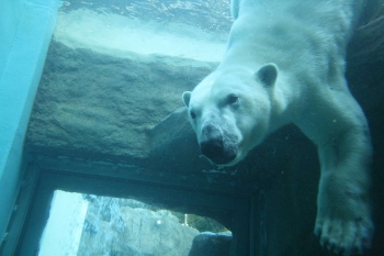 日本平動物園の人気者、ホッキョクグマのロッシー