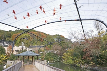 鳥たちの生活が垣間見れる