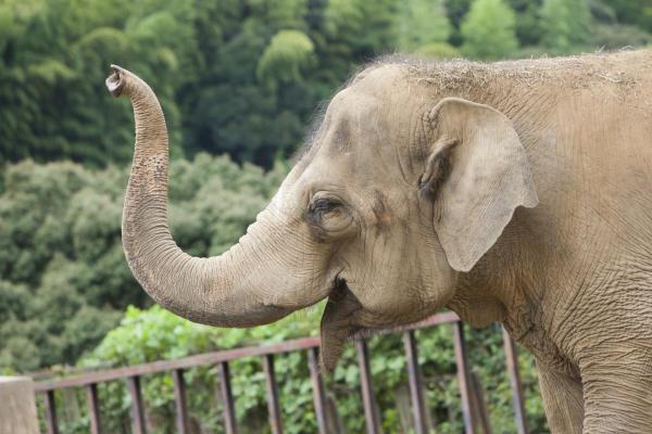 アジアゾウ「ダンボ」