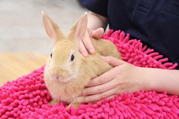 ふれあい動物園うさぎ