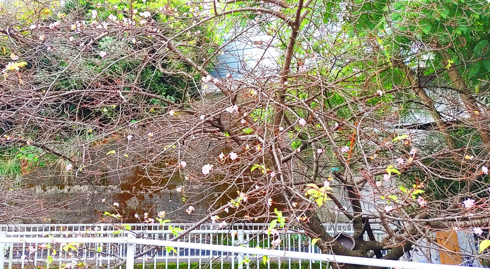 河津桜が枝にぽつぽつと咲いている