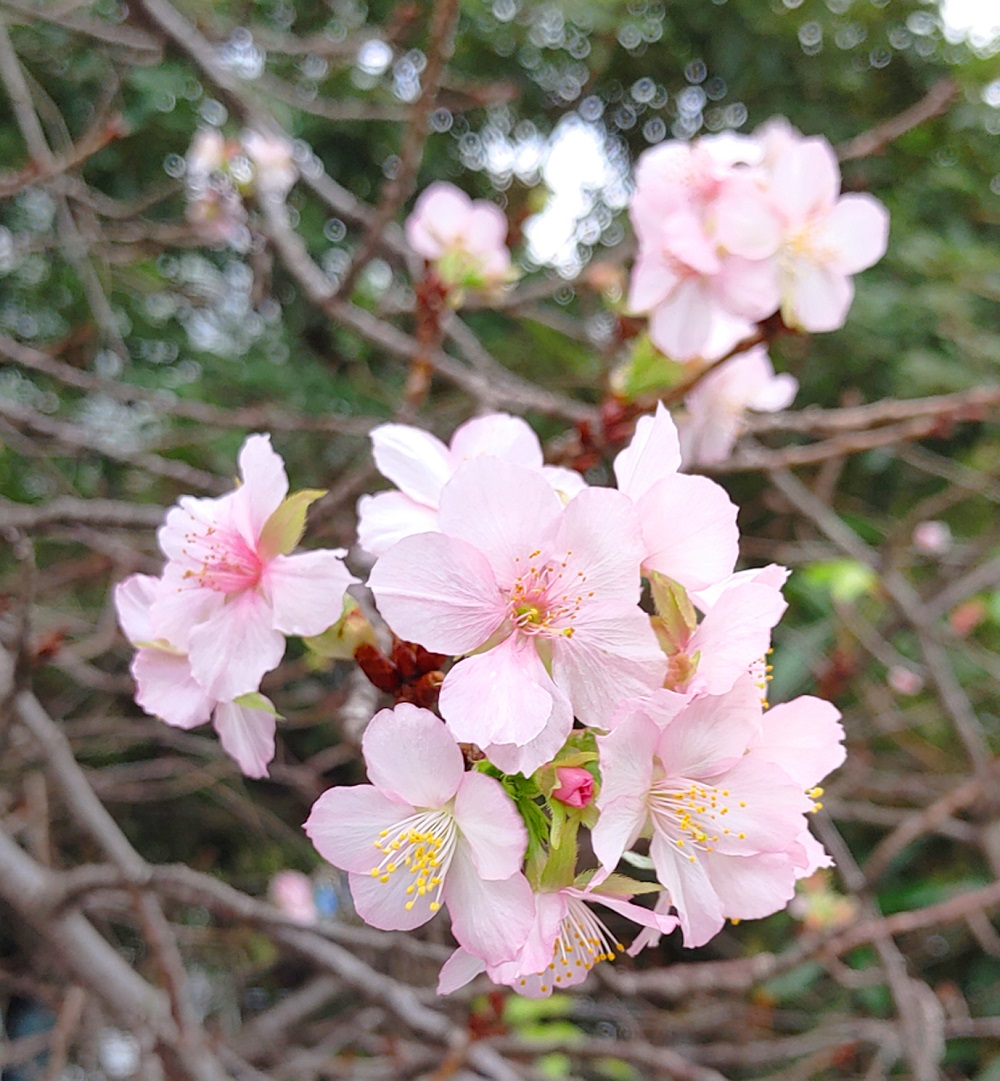 河津桜のアップの写真