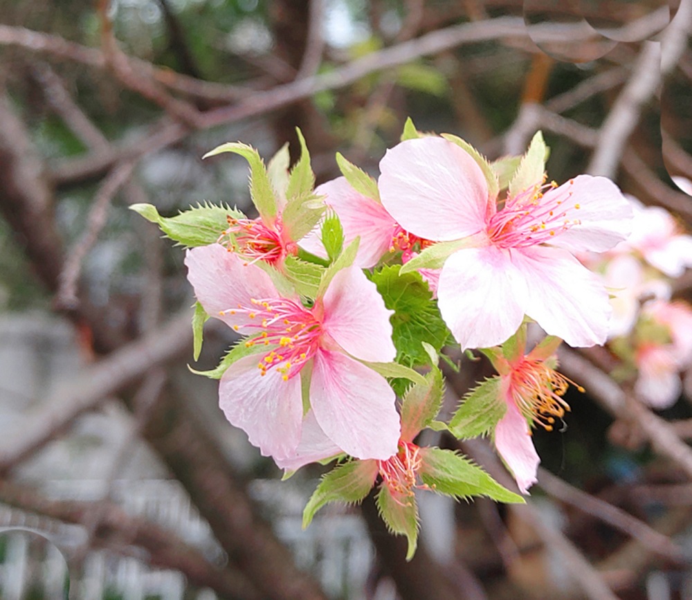 河津桜と桜の葉