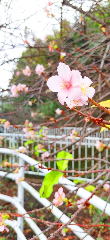 河津桜の縦長の写真