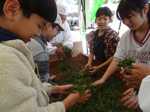 お茶の手もみ体験をする子どもたち