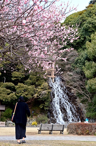 梅の木と流れる滝