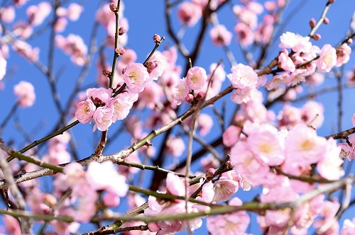 ピンク色の梅の花