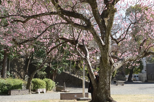 大きな梅の木が枝を広げている