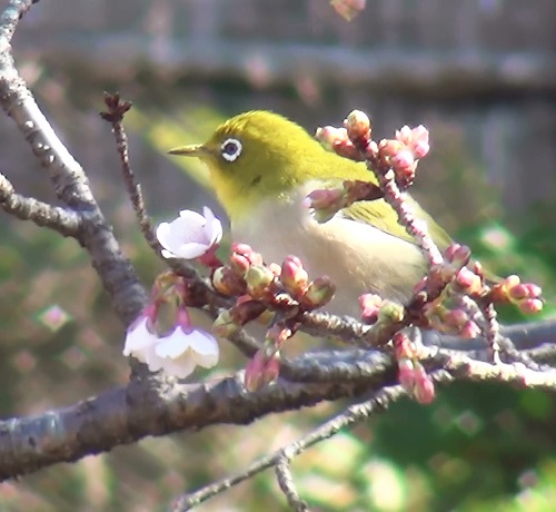 木の枝にとまっているメジロ