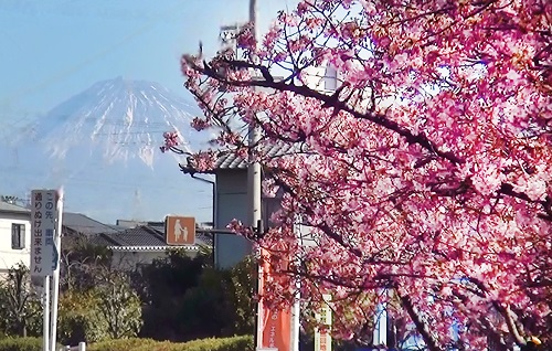 河津桜の奥に富士山が見えている
