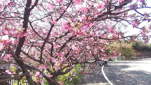 大きく枝を伸ばしている河津桜