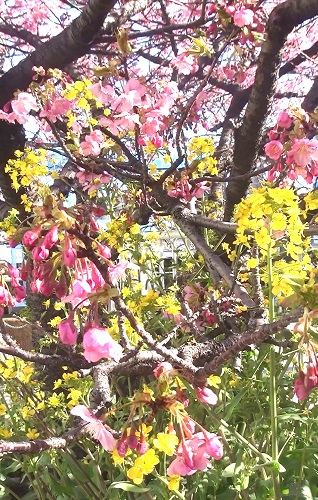 ピンク色の河津桜と黄色の菜の花