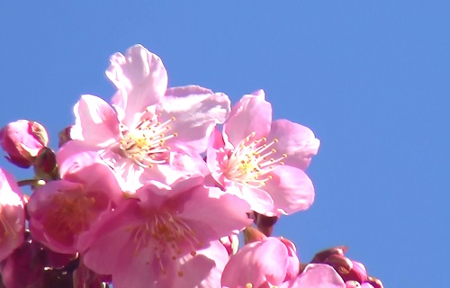 ピンク色の河津桜が青空に映えている