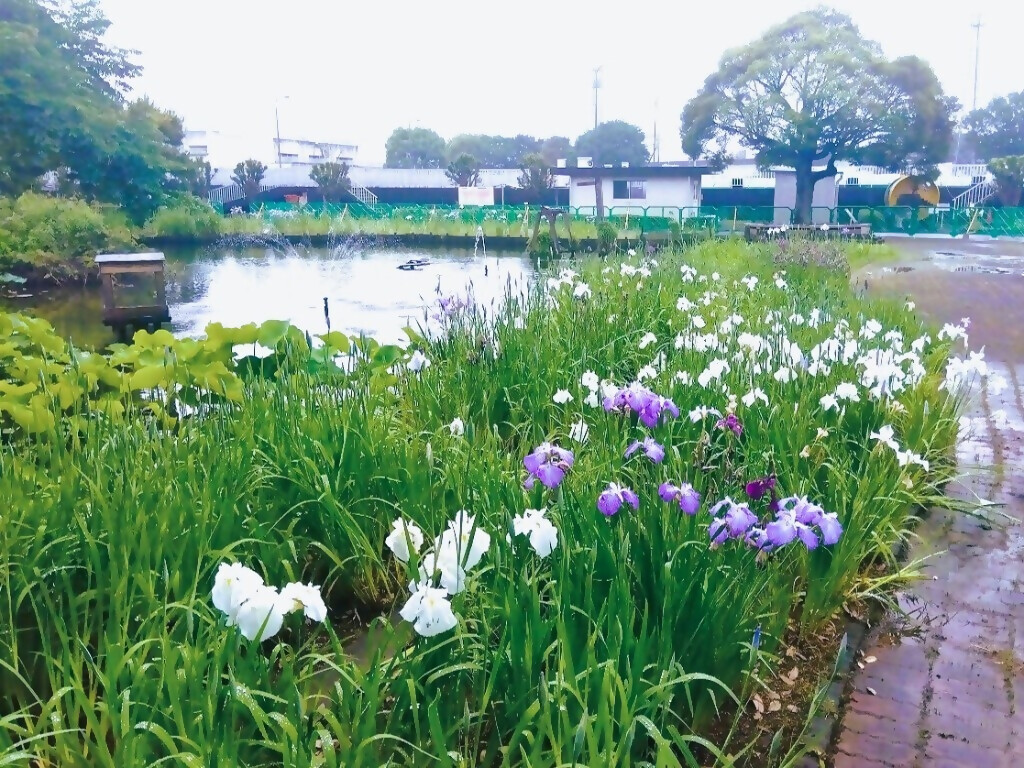 花菖蒲(城北浄化センター)