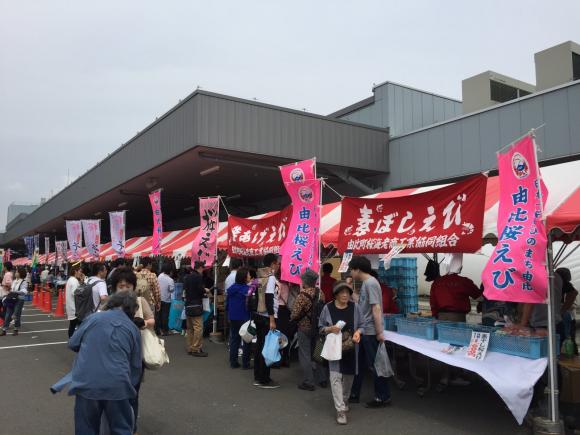 桜えびまつり