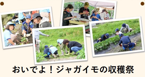 ジャガイモの収穫祭