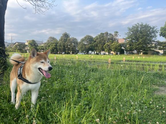 登呂遺跡と犬