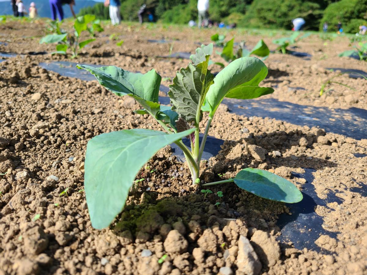 10月18日の野菜3