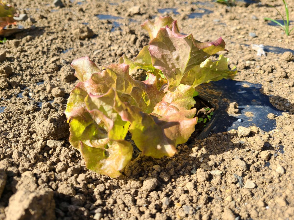 10月18日の野菜1
