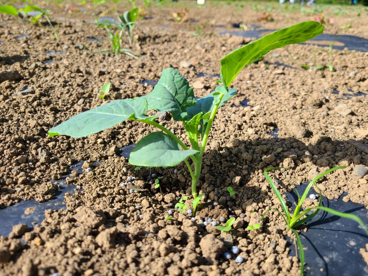10月18日の野菜2