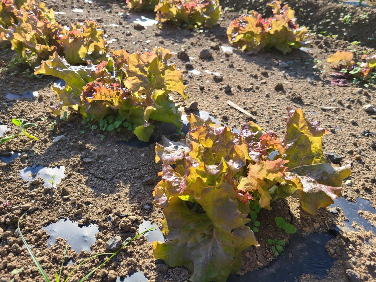 10月30日の野菜2