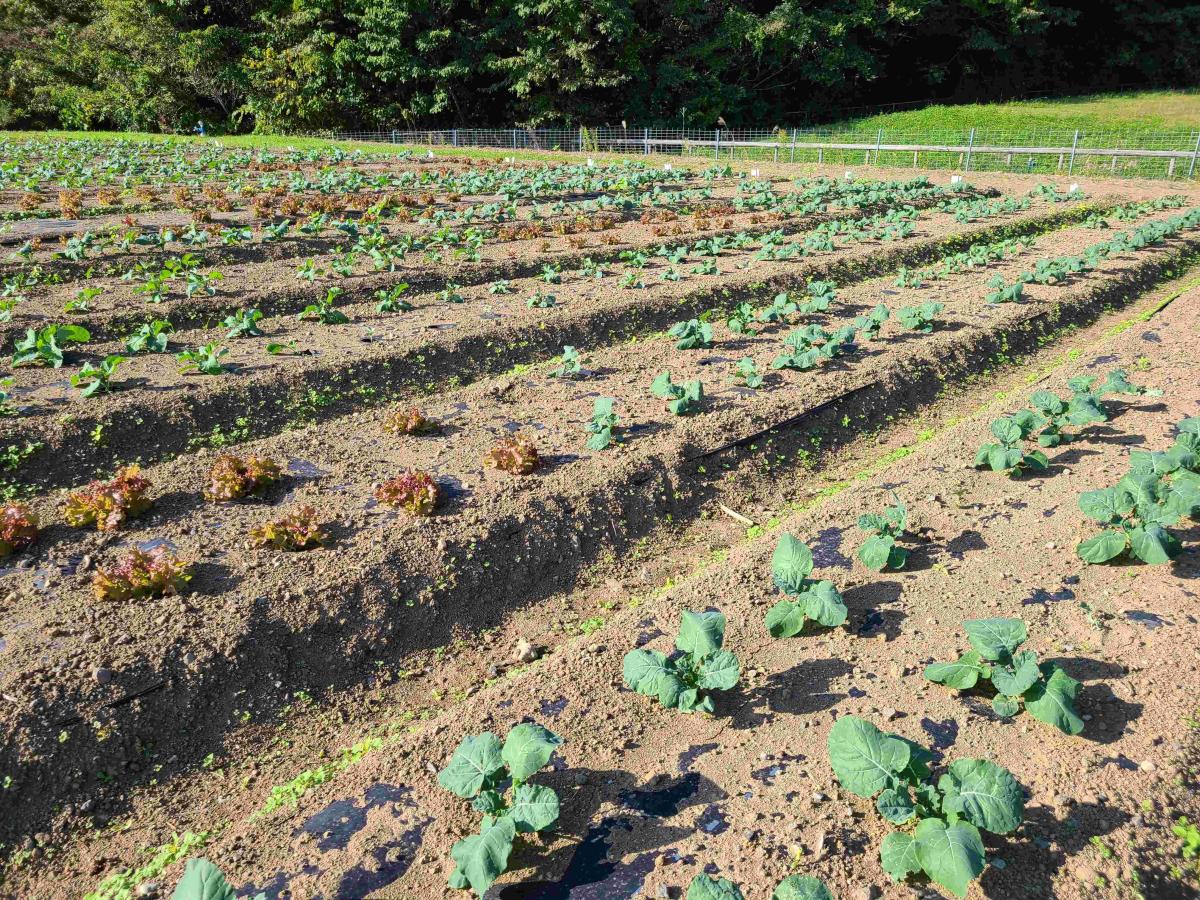 10月30日の野菜1