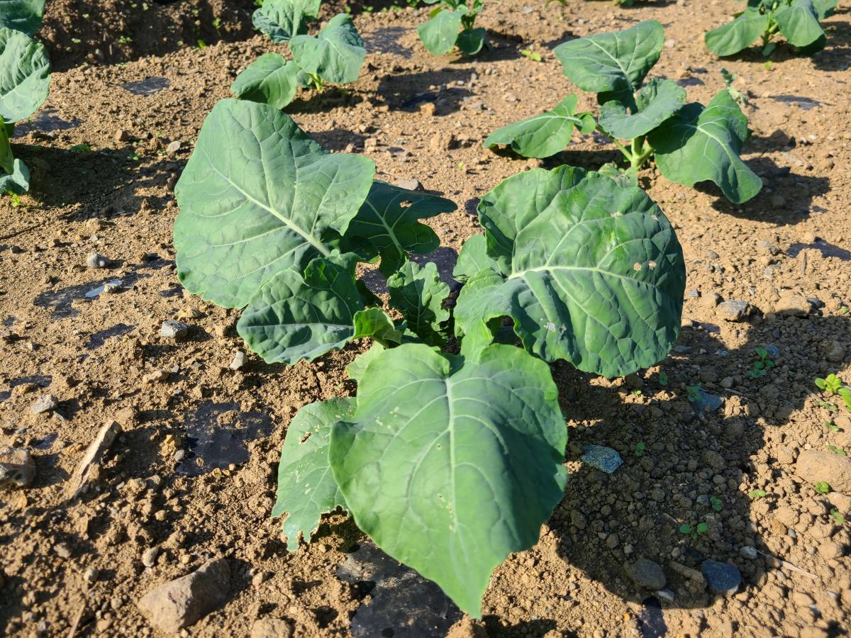 10月30日の野菜3