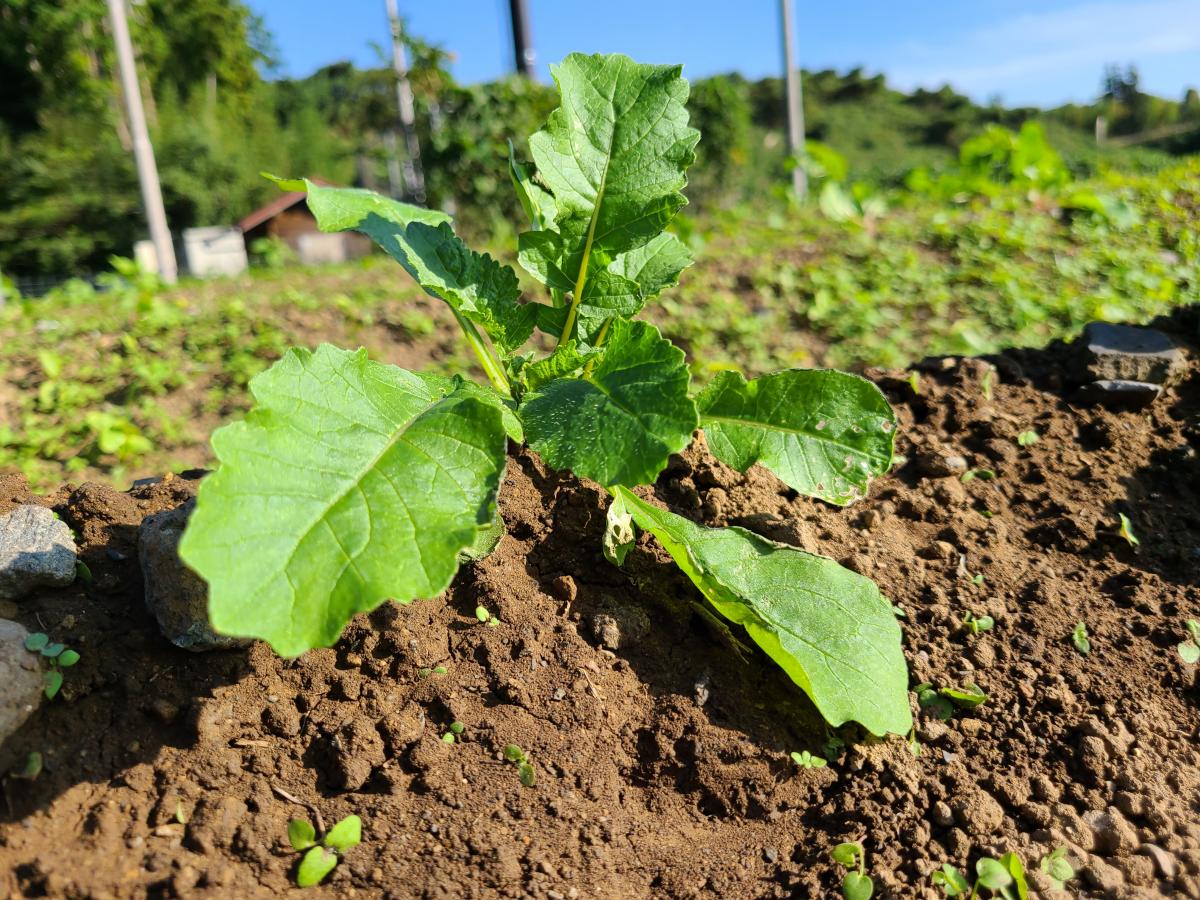 10月30日の野菜5
