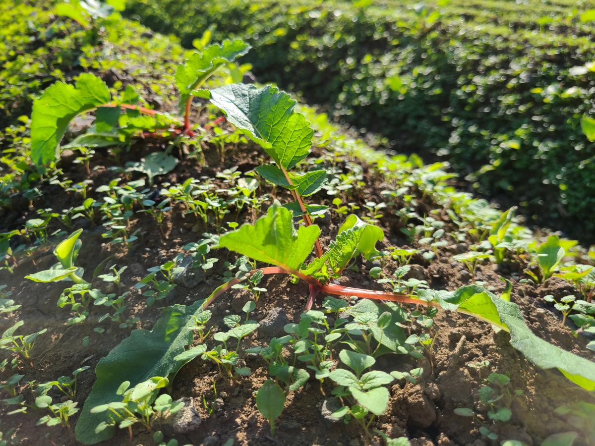 10月30日の野菜4