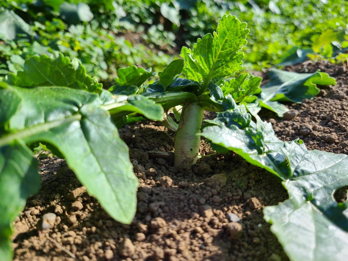 11月18日の野菜2