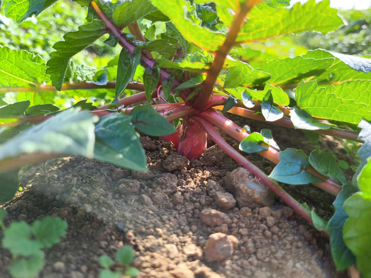 11月18日の野菜3