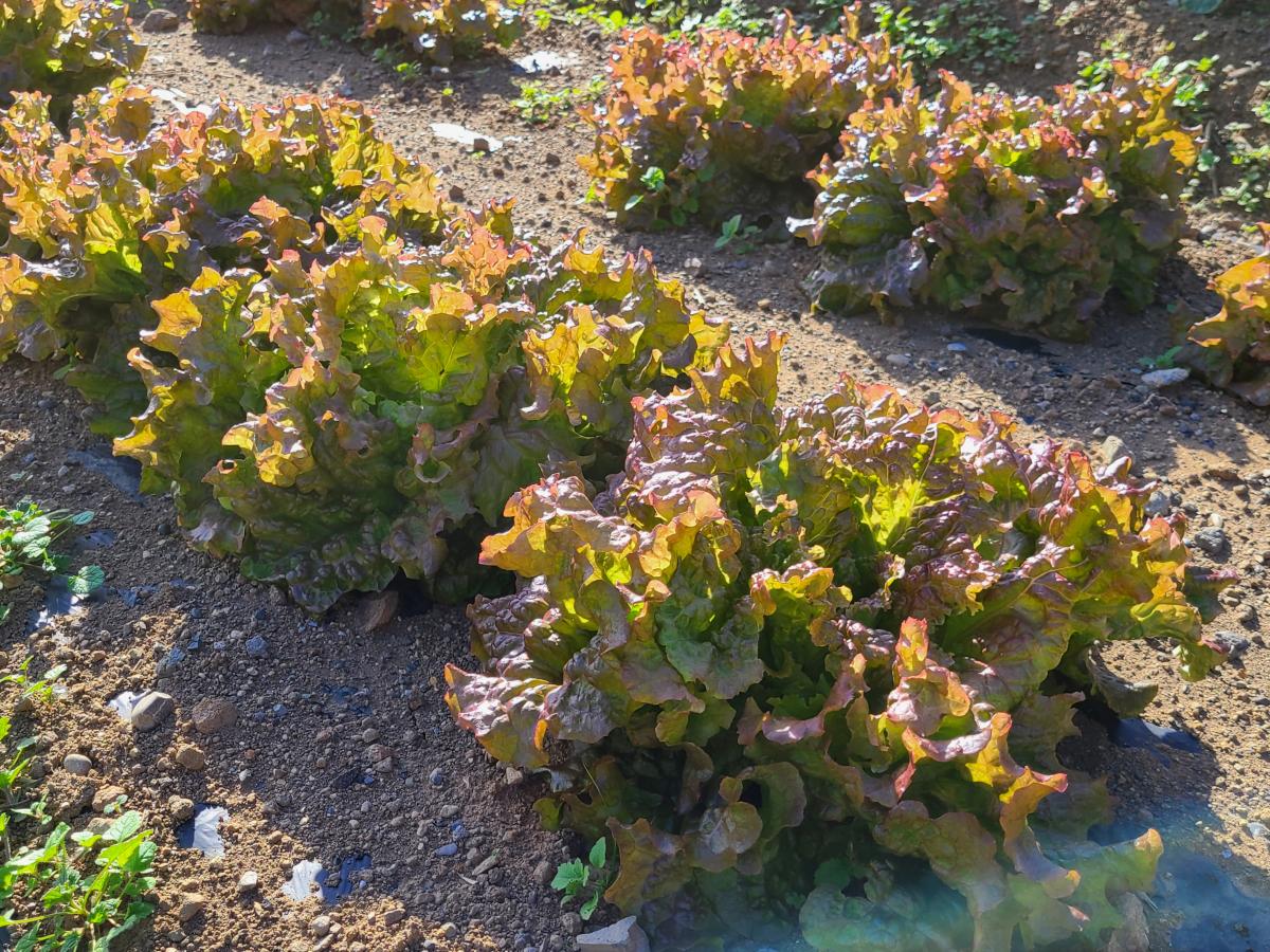 11月18日の野菜1