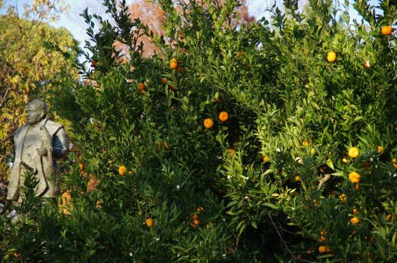 家康手植の蜜柑